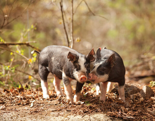 Plowing With Pigs